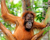 Orang-oetan-150
